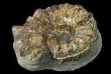 Rare, Horned Ammonite (Prioncyclus) Fossil in Rock - Kansas #136432-1
